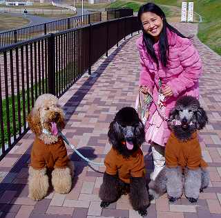 我が家のスタンダードプードルの子犬達の２００６年の写真