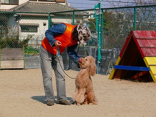 スタンダードプードル 子犬