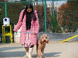 スタンダードプードル 子犬