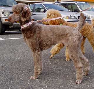 スタンダードプードルのブリーダーの繁殖犬でありペットでもあるスタンダードプードル（毛色はカフェオレ）の写真