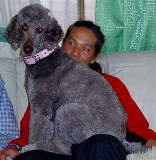 スタンダードプードルのブリーダーの繁殖犬でありペットでもあるスタンダードプードル（毛色はカフェ・オ・レ）の写真