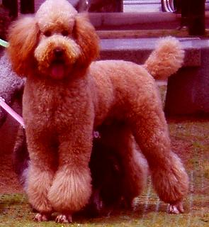 スタンダードプードルのブリーダーの繁殖犬でありペットでもあるスタンダードプードル（毛色はレッド、アプリコット）の写真５