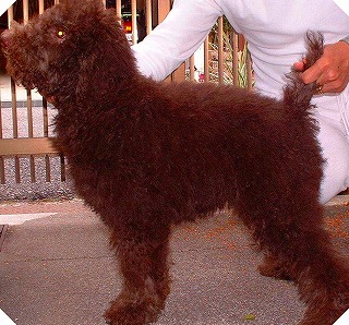 スタンダードプードルのブリーダーの繁殖犬でありペットでもあるスタンダードプードル（毛色はチョコレート）の写真