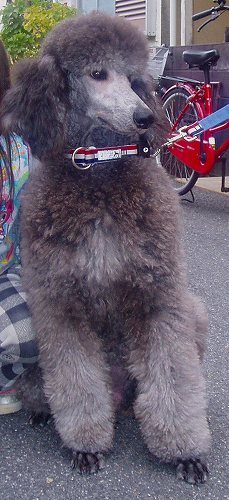 スタンダードプードルのブリーダーの繁殖犬でありペットでもあるスタンダードプードル（毛色はシルバー、プラチナシルバー）の写真
