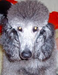 スタンダードプードルのブリーダーの繁殖犬でありペットでもあるスタンダードプードル（毛色はシルバー、プラチナシルバー）の写真３