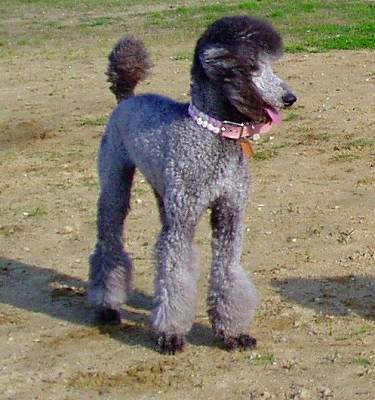 スタンダードプードルのブリーダーの繁殖犬でありペットでもあるスタンダードプードル（毛色はシルバー、プラチナシルバー）の写真４
