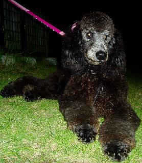 スタンダードプードルのブリーダーの繁殖犬でありペットでもあるスタンダードプードル（毛色はグレー）の写真５