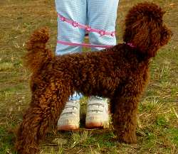 スタンダードプードルのブリーダーの繁殖犬でありペットでもあるトイプードル（毛色はブラウン）の写真２