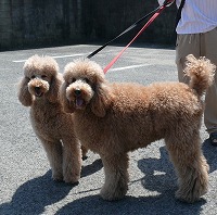 スタンダードプードルのブリーダーの繁殖犬でありペットでもあるスタンダードプードル(毛色はレッド、アプリコット)の写真2